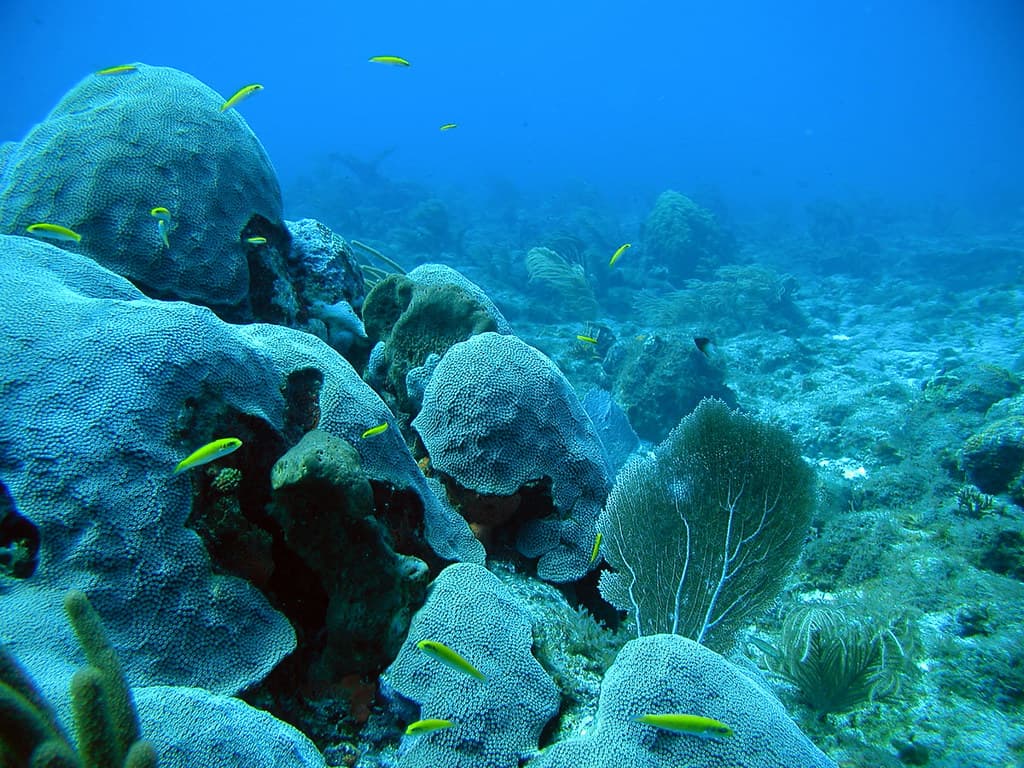 Biscayne Bay Snorkel & Sandbar Cruise