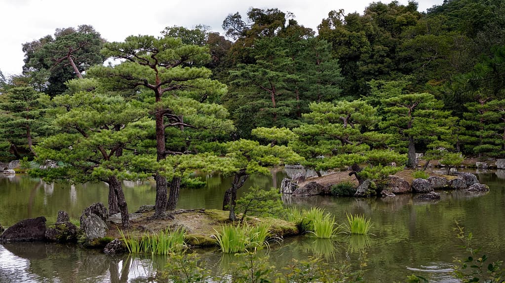 Kyoto Tea Ceremony & Kimono Experience