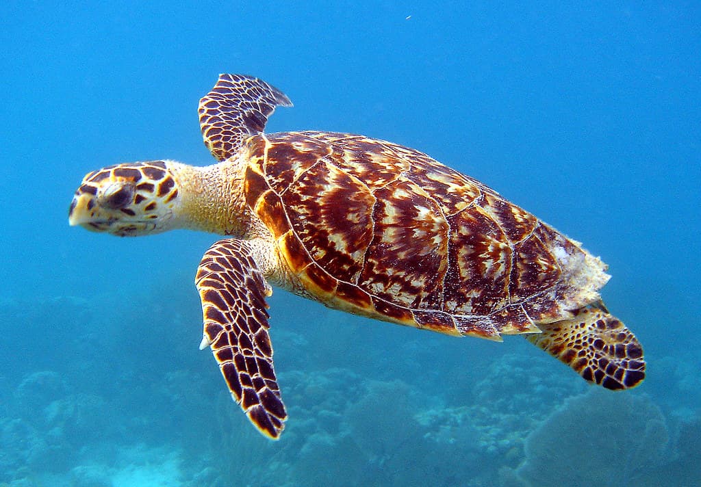 Oʻahu Sea Turtle Snorkel & North Shore Wildlife